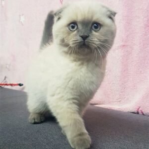 633 Lolita Scottish fold shorthair female kitten