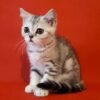 329 Bella Scottish straight shorthair female kitten - Image 2