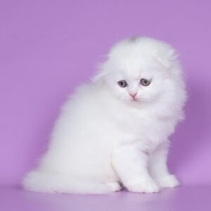 Elliot Scottish fold longhair male kitten
