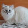Jasmin Siberian female kitten - Image 3