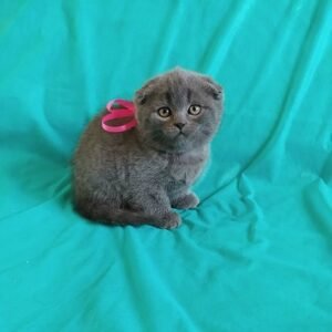 Felina Scottish fold shorthair female kitten