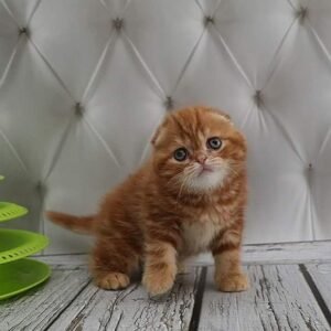 Nuts Scottish fold shorthair male kitten