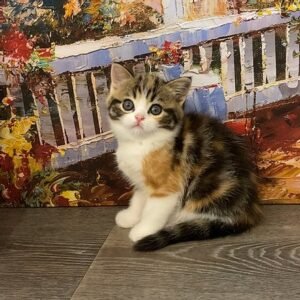 Barby Scottish straight shorthair female kitten