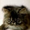 108 Winston Persian male kitten - Image 3