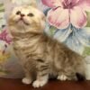 314 Peppa Scottish fold shorthair female kitten - Image 2