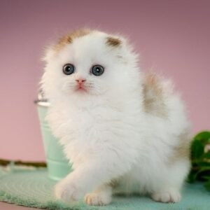Jerry Scottish fold longhair male kitten