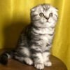 321 Cherry Scottish fold shorthair female kitten - Image 2