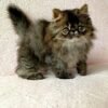 108 Winston Persian male kitten - Image 2