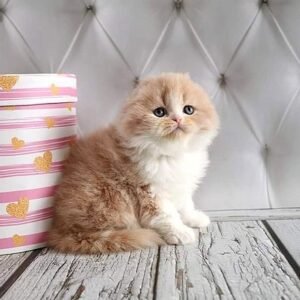 New York Scottish fold longhair male kitten