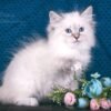 50 Honey bear Siberian female kitten