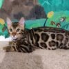 10 Spartak purebred Bengal male kitten