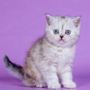 Estelle Scottish straight shorthair female kitten