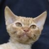 392 Pampkin male kitten Devon Rex - Image 4