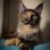 293 Colorado polydactyl 66/66 Maine Coon female kitten - Image 3