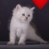 426 Vulf Siberian male kitten