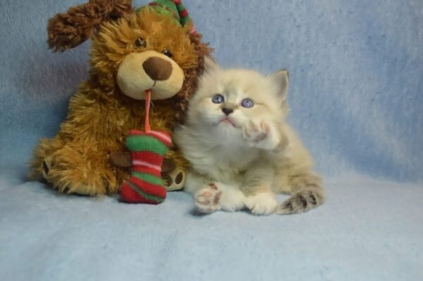 736 Xalina Siberian female kitten - Image 5