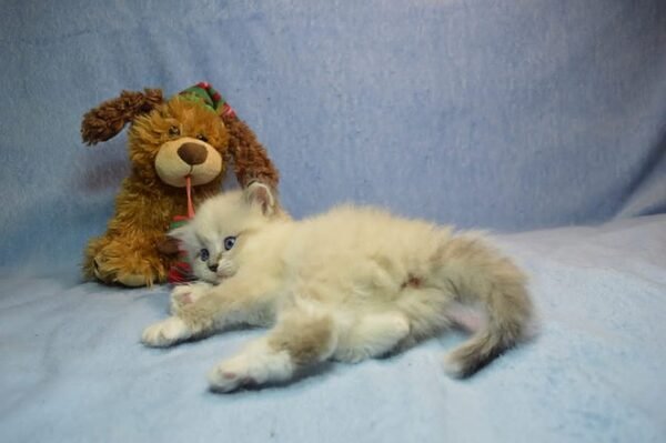 736 Xalina Siberian female kitten - Image 6