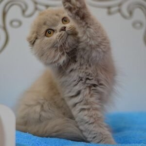 Soffi Scottish fold (highland) longhair female kitten in a lilac color