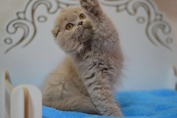 Soffi Scottish fold (highland) longhair female kitten in a lilac color