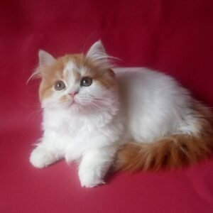 Adelina Scottish straight female kitten