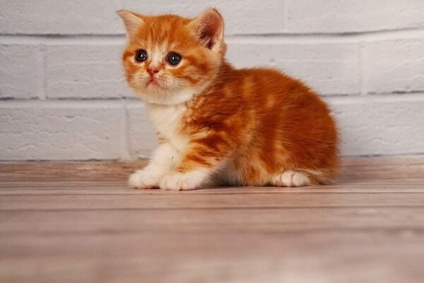 Faina Scottish straight shorthair female kitten - Image 3