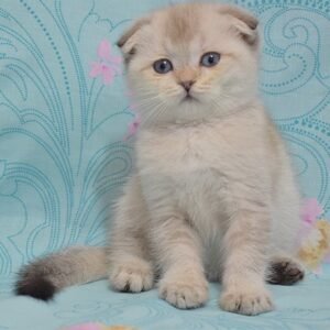 Monty Scottish fold shorthair male kitten