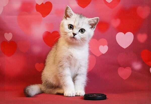 Aurora purebred British shorthair female kitten