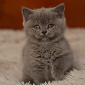 Elfina purebred Scottish straight in a blue color