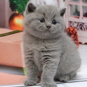 Aramis Scottish straight shorthair male kitten