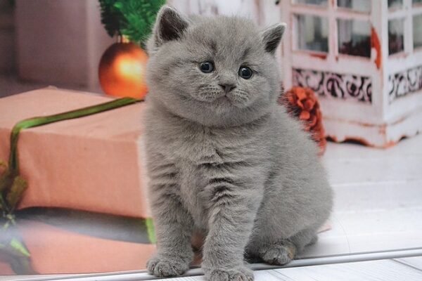 Aramis Scottish straight shorthair male kitten