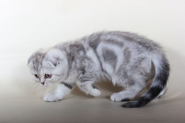 Sabrina silver marble tortie color Scottish fold female kitten - Image 3