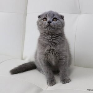 Fiona purebred Scottish fold kitten in a blue color