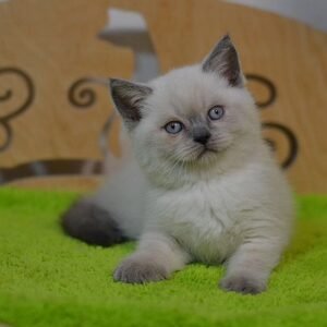 Gucci purebred Scottish straight with blue eyes