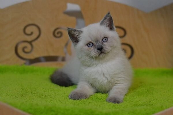 Gucci purebred Scottish straight with blue eyes