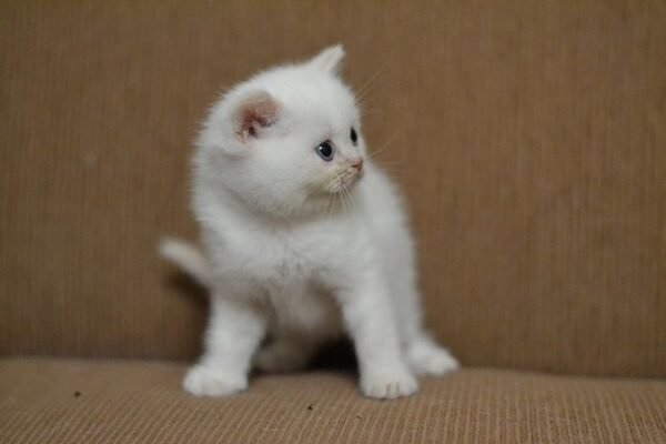 Bill Scottish straight shorthair male kitten - Image 2