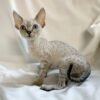 Orlando chocolate lynx point color male kitten Devon Rex - Image 2