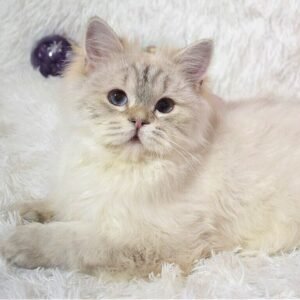 Natan Scottish straight longhair male kitten