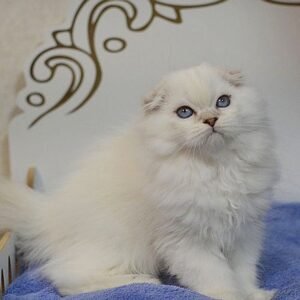 Timberland Scottish fold male kitten