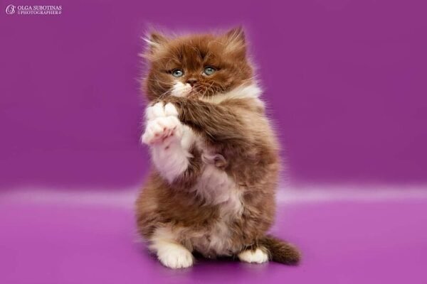 Adam chocolate on white Scottish fold longhair male kitten - Image 2