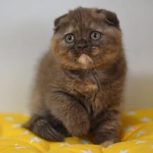 Chloe chocolate color purebred Scottish fold shorthair kitten