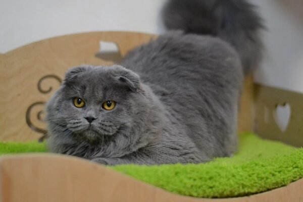 Crombie purebred Scottish longhair female kitten with folded ears in - Image 2
