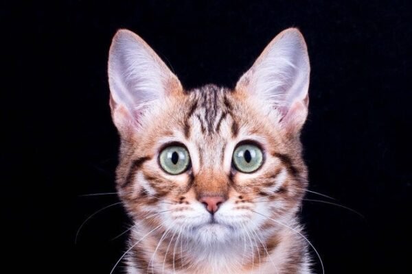 Coral purebred Bengal female kitten - Image 3