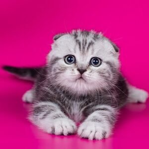 Osman Scottish fold male kitten