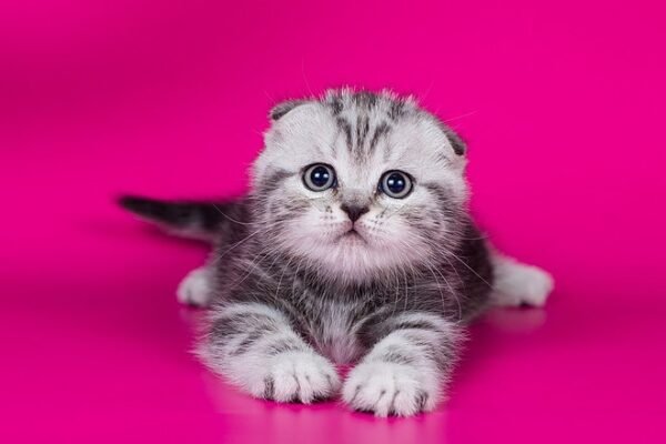 Osman Scottish fold male kitten