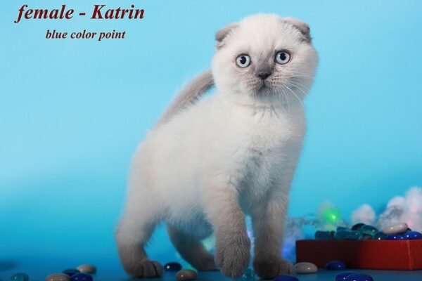 Katrin purebred Scottish fold blue color point - Image 3