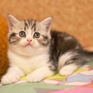 Fluffy Scottish fold shorthair female kitten