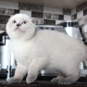 Katy color point Scottish fold female