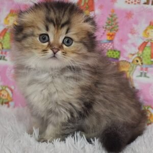 Endi Scottish fold longhair male kitten