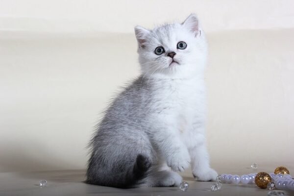 Frost chinchilla color Scottish male kitten - Image 4