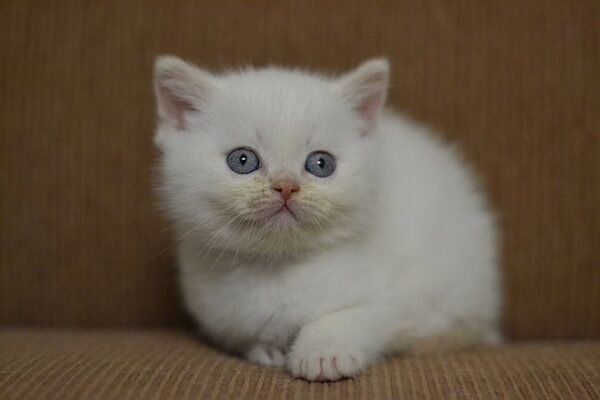 Bill Scottish straight shorthair male kitten - Image 4